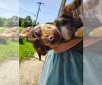Small #2 Dachshund Mix