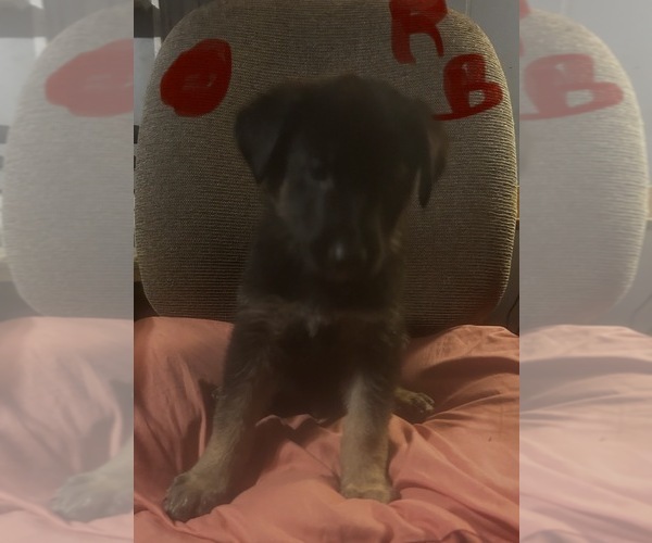 Medium Photo #1 German Shepherd Dog Puppy For Sale in SWANSBORO, NC, USA