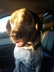 Bluetick Coonhound-Unknown Mix Dogs for adoption in ARLINGTON, TX, USA