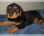 Puppy Minnie Airedale Terrier