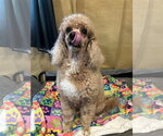 Small #8 Poodle (Miniature)