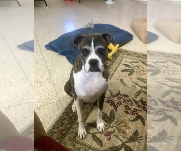 Medium Photo #3 Boxer Puppy For Sale in Dumont, NJ, USA