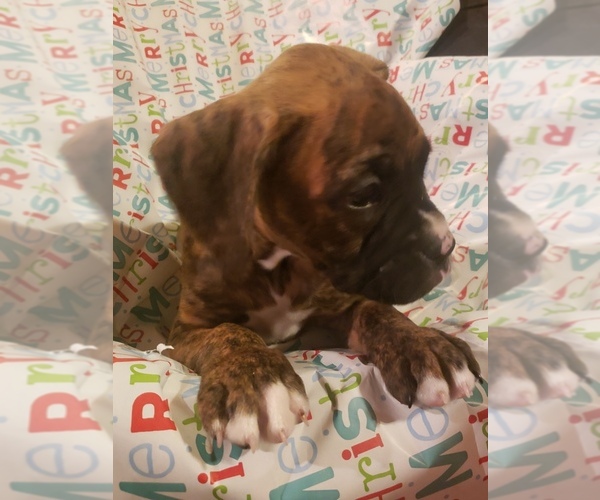 Medium Photo #4 Boxer Puppy For Sale in WASECA, MN, USA