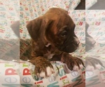 Small Photo #4 Boxer Puppy For Sale in WASECA, MN, USA