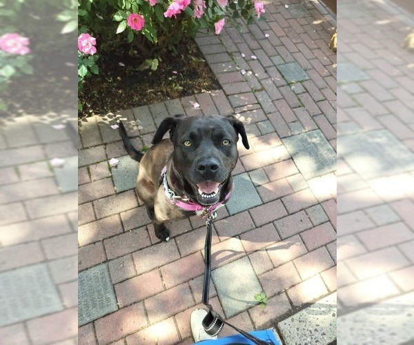 Medium Photo #20 American Staffordshire Terrier-Labrador Retriever Mix Puppy For Sale in Sayreville, NJ, NJ, USA