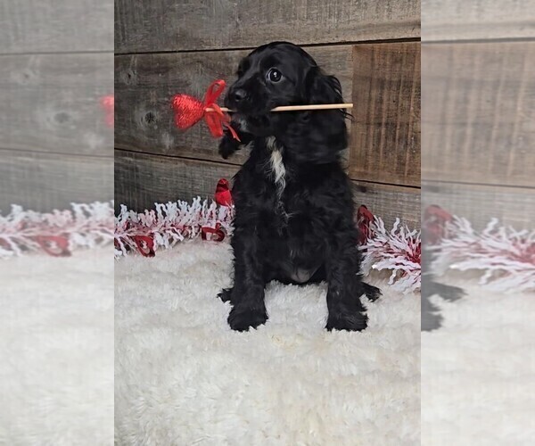 Medium Photo #1 Cockalier Puppy For Sale in JASONVILLE, IN, USA