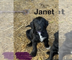 Aussiedoodle-Golden Retriever Mix Puppy for sale in SUNBURY, OH, USA