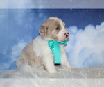 Small Photo #14 Goldendoodle Puppy For Sale in KISSIMMEE, FL, USA