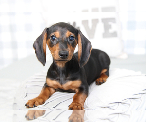 Dachshund Puppy for sale in MARIETTA, GA, USA