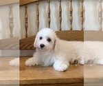 Small #8 Bichon Frise