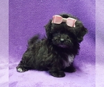 Small Photo #12 ShihPoo Puppy For Sale in BUFFALO, MO, USA