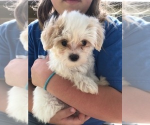 Havamalt Puppy for sale in PAMPA, TX, USA