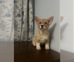 Small Photo #10 Pembroke Welsh Corgi Puppy For Sale in DURHAM, CT, USA