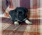 Small #1 French Bulldog