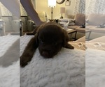 Small #11 Miniature Australian Shepherd