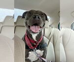 Small #17 Staffordshire Bull Terrier Mix
