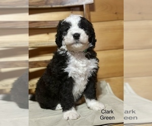 Old English Sheepdog-Sheepadoodle Mix Puppy for Sale in CANDLER, North Carolina USA