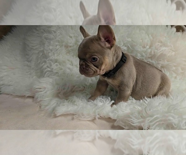 Medium Photo #1 French Bulldog Puppy For Sale in PINON HILLS, CA, USA