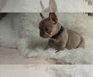 Medium French Bulldog