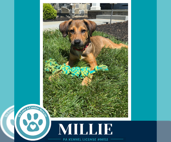 Medium Photo #3 Mutt Puppy For Sale in Kimberton, PA, USA