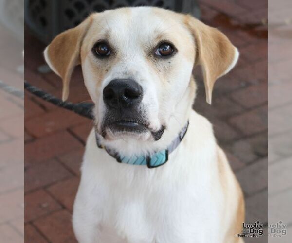 Medium Photo #7 Labrador Retriever-Retriever  Mix Puppy For Sale in Washington, DC, USA