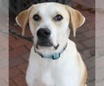 Small #6 Labrador Retriever-Retriever  Mix