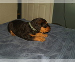 Small Photo #26 Airedale Terrier Puppy For Sale in CHARLESTOWN, IN, USA