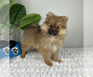 Pomeranian Puppy for sale in FRANKLIN, IN, USA