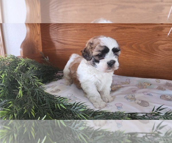 Medium Photo #4 Shih Tzu-Zuchon Mix Puppy For Sale in GREENWOOD, WI, USA