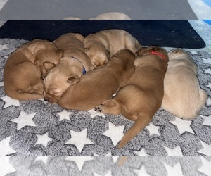 Golden Retriever Puppy for Sale in EAST HAMPTON, Connecticut USA