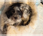 Small Maltese Mix