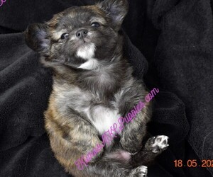 Chihuahua Puppy for sale in STERLING HEIGHTS, MI, USA