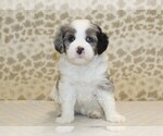 Small #3 Miniature Bernedoodle