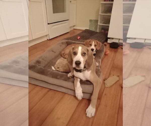 Medium Photo #11 Mutt Puppy For Sale in Morganville, NJ, USA