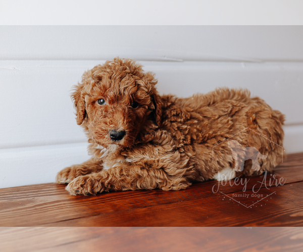 Medium Photo #10 Bernedoodle Puppy For Sale in CARLOCK, IL, USA