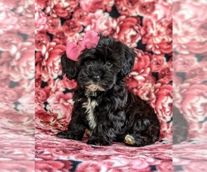 Havanese-Poodle (Toy) Mix Puppy for sale in CHRISTIANA, PA, USA