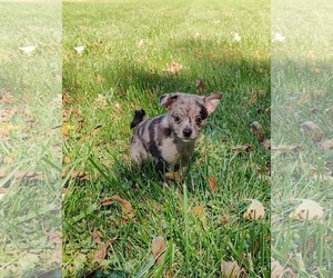 Chiranian Dogs for adoption in St. Louis Park, MN, USA