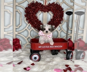 Shorkie Tzu Puppy for sale in MORRIS CHAPEL, TN, USA