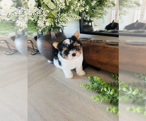 Biewer Terrier Puppy for sale in CANTON, GA, USA