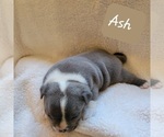 Small Photo #8 American Bully Puppy For Sale in OLYMPIA, WA, USA