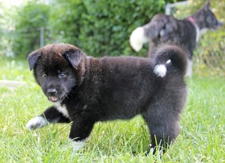 Akita Puppy for sale in SAINT ANN, MO, USA