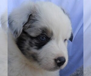Australian Shepherd Puppy for sale in JEROMESVILLE, OH, USA
