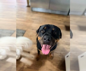 Buddy - Male Rottweiler-Unknown Mix Dog for Adoption - Photo #3