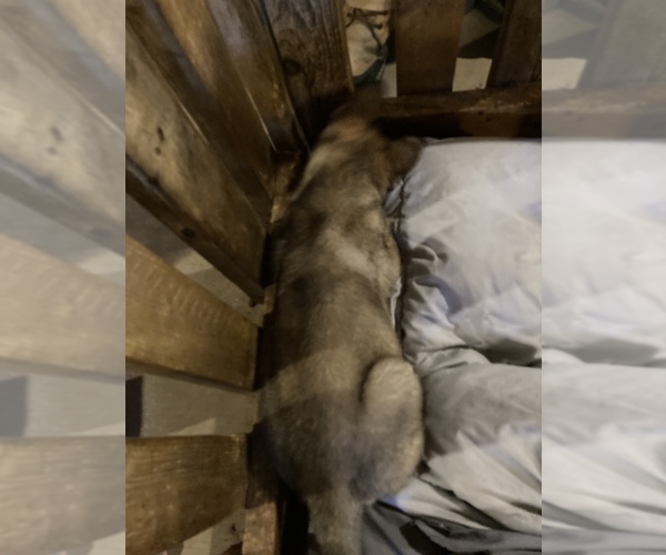Medium Photo #8 German Shepherd Dog-Siberian Husky Mix Puppy For Sale in NEWFIELD, NY, USA