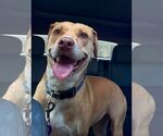 Small #4 Labrador Retriever Mix