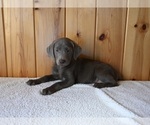 Small Photo #3 Labrador Retriever Puppy For Sale in FREDERICKSBURG, OH, USA