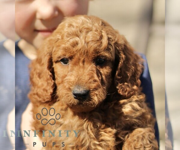 Medium Photo #6 Goldendoodle (Miniature) Puppy For Sale in EPHRATA, PA, USA