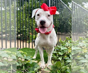 American Pit Bull Terrier-Unknown Mix Dogs for adoption in Redlands, CA, USA
