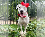 Poppy - Female American Pit Bull Terrier-Unknown Mix Dog for Adoption - Small photo