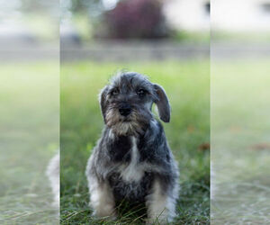 Schnauzer (Miniature) Puppy for Sale in WARSAW, Indiana USA